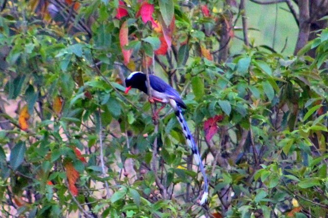 Changunarayan Hill to Telkot Hike Near Kathmandu Day Tour - Price and Value: Is $95 a Fair Deal?