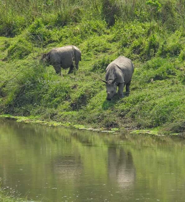 Chitwan: Full-Day Safari Canoeing and Jungle Walk and Jeep - Key moments worth planning for