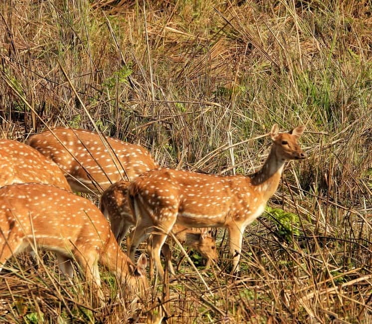Chitwan: Full-Day Safari Canoeing and Jungle Walk and Jeep - Why Chitwan works so well as a full-day safari