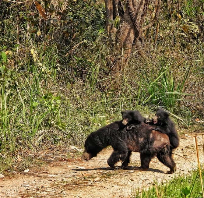 Chitwan: Full-Day Safari Canoeing and Jungle Walk and Jeep - Rapti River canoe ride: best chance for birds and crocodiles