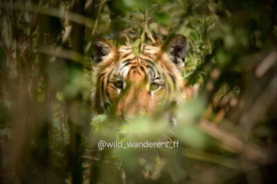 Full-Day Safari Canoeing and Jungle Walk and Jeep