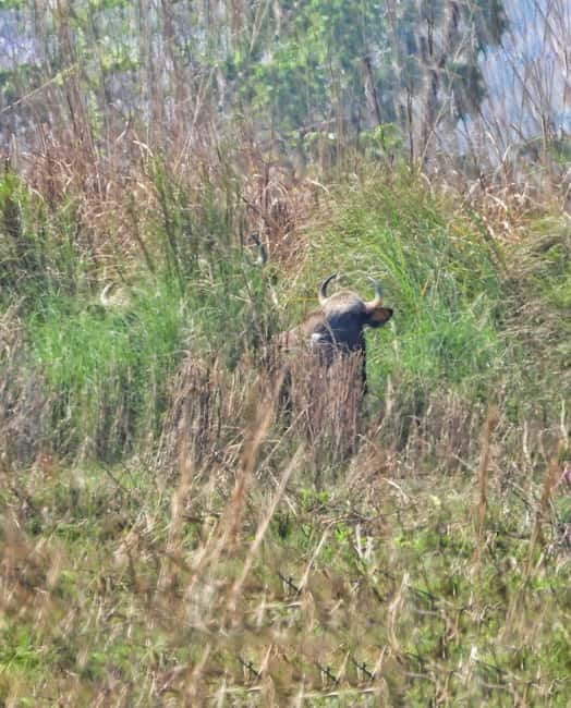 Chitwan: Full-Day Safari Canoeing and Jungle Walk and Jeep - Jungle walk (about 3 hours): slow pace, real sightings, and better photos