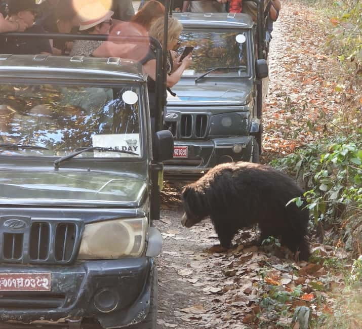Chitwan: Full-Day Safari Canoeing and Jungle Walk and Jeep - Jeep safari: 4 hours in season, 2.5 hours in monsoon (and why that change matters)