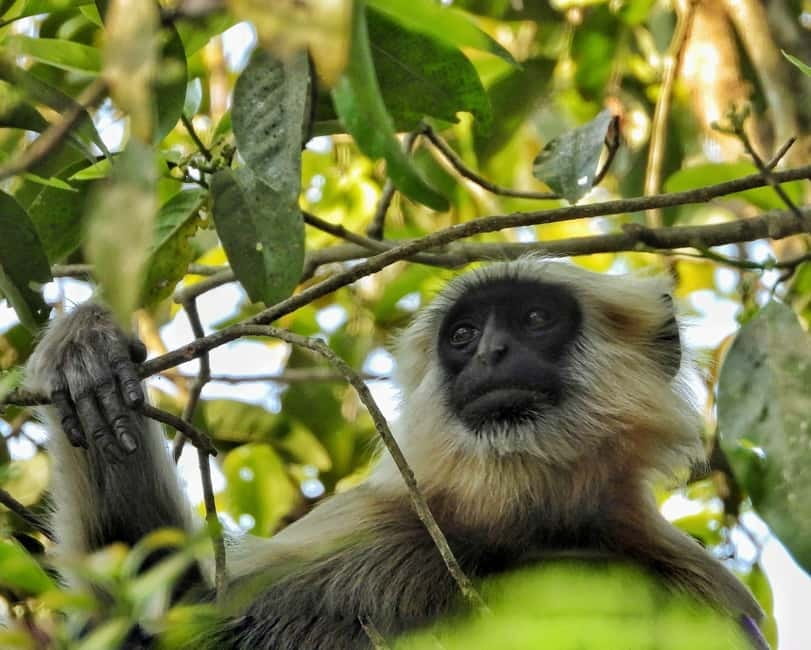 Chitwan: Full-Day Safari Canoeing and Jungle Walk and Jeep - What to bring, and what not to do for a smoother day