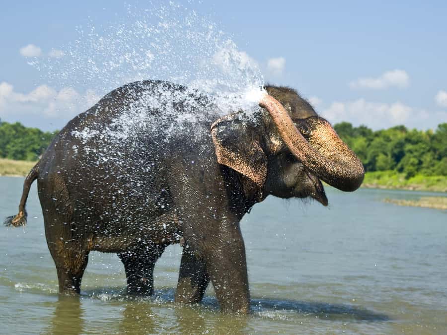 Chitwan: Jungle Safari Tour with Canoe Ride in Forest River - Key things to know before you go