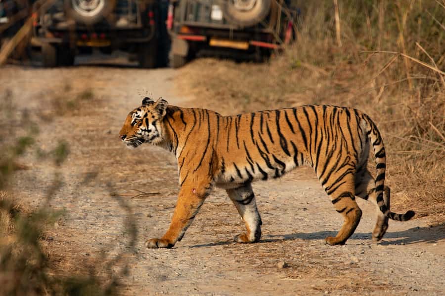 Chitwan: Jungle Safari Tour with Canoe Ride in Forest River - Chitwan Jungle Safari With Canoe Ride: why this 3 days works