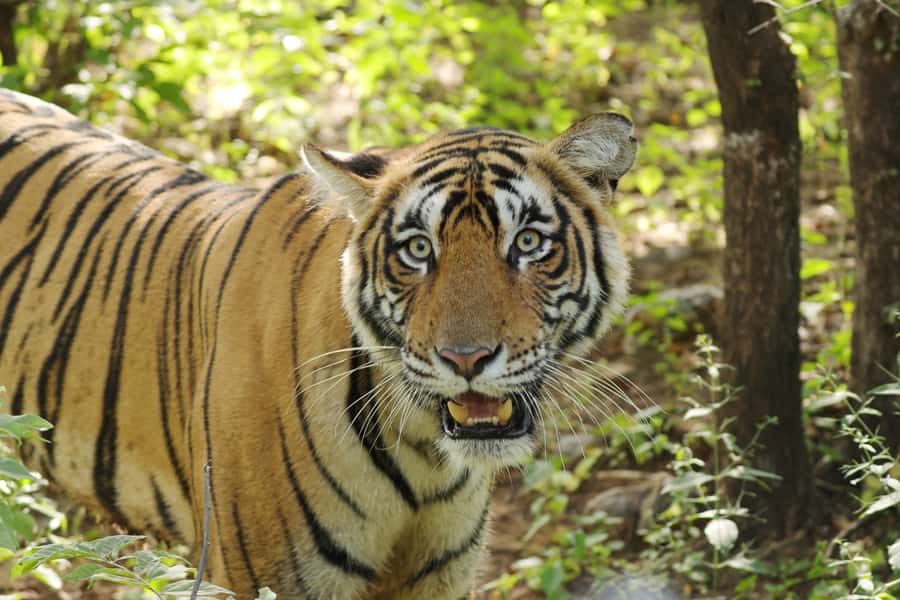 Chitwan: Jungle Safari Tour with Canoe Ride in Forest River - Elephant bathing, elephant shower moments, and a key reality check