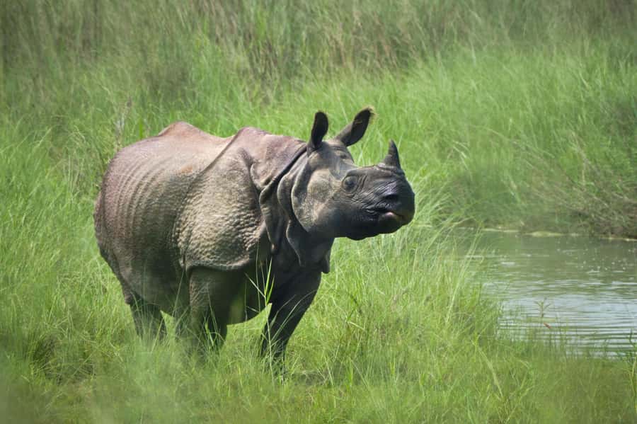Chitwan: Jungle Safari Tour with Canoe Ride in Forest River - Lodging and meals: practical comfort after safari hours