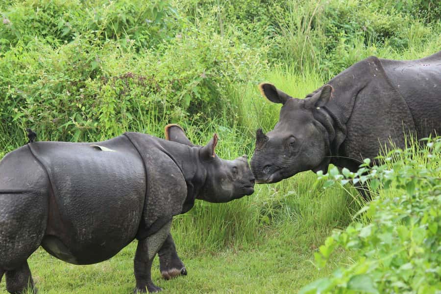 Chitwan: Jungle Safari Tour with Canoe Ride in Forest River - Getting picked up and staying on schedule in Nepal