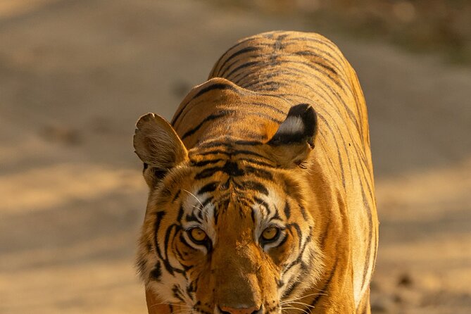 Chitwan National Park Tour - Day 3 Morning Walk, then back to Kathmandu by tourist bus