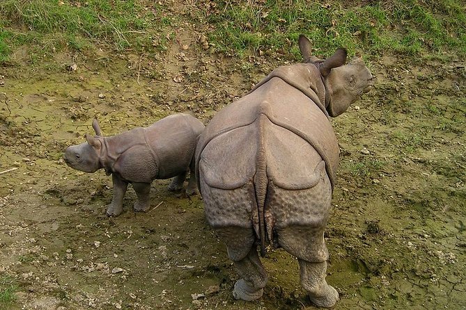 Classic Nepal Tour - An 8-day classic route that balances temples, lakes, and safari time