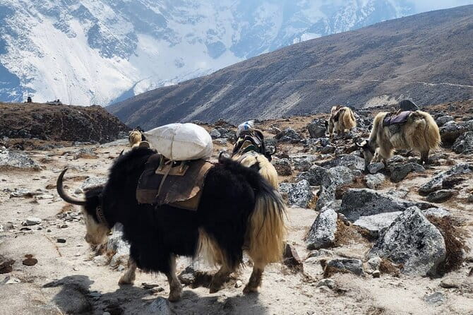 Everest Base Camp Trek from Kathmandu 12 Days - Key highlights worth planning for