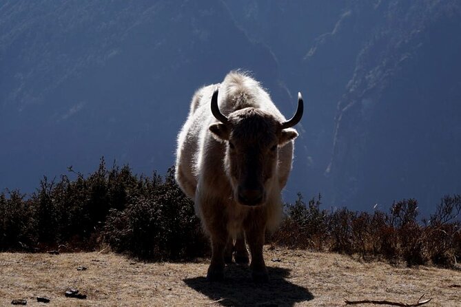 Everest Base Camp Trekking - 2025/2026 - Guides and porters: why this trek feels calmer than you expect