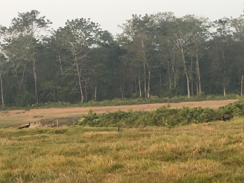 From Chitwan: Full Day Jeep Safari in Chitwan National Park - Jungle Tracks In Chitwan: Why This Full-Day Jeep Safari Works