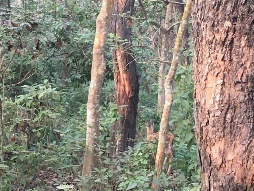 From Chitwan : Half Day Jeep Safari Tour - The sharing Jeep ride: what the bumpy part really means