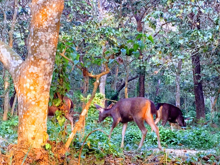 From Chitwan : Jeep Safari,Canoeing,Forest walk Day Tour - Who this tour suits best, and who should skip it