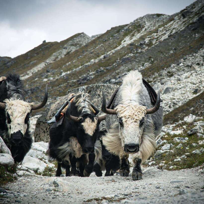 From Kathmandu: Guided Everest Base Camp Trek - The practical tradeoffs: altitude, trail difficulty, and what to watch