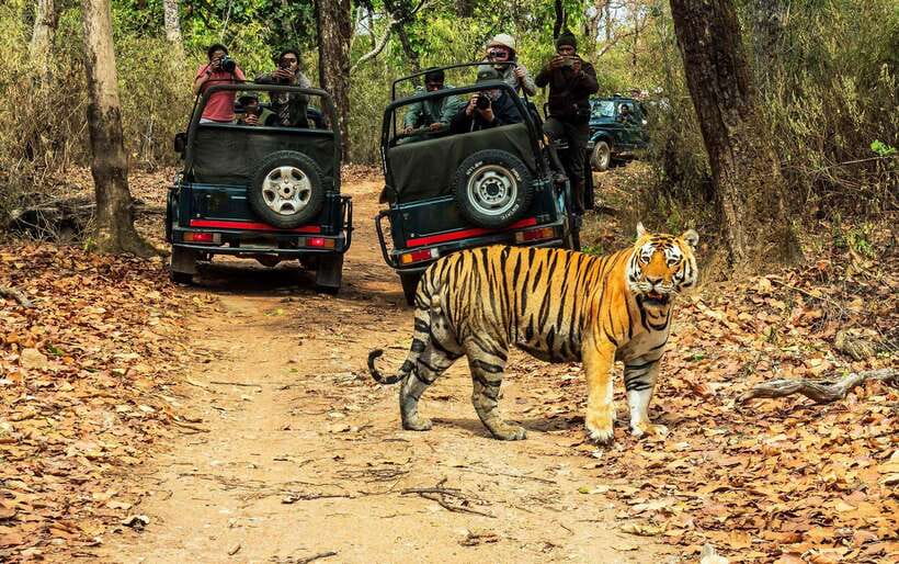 From Kathmandu/Pokhara: 2, 3, or 4-Day Chitwan Jungle Safari - Value for money: what $35 gets you in real life