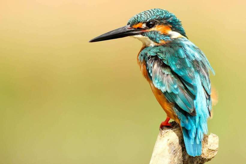 From Kathmandu/Pokhara: 2, 3, or 4-Day Chitwan Jungle Safari - Elephant and gharial centers: conservation that you can understand