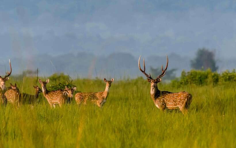 From Kathmandu/Pokhara: 3-Day Chitwan National Park Tour - Key highlights at a glance