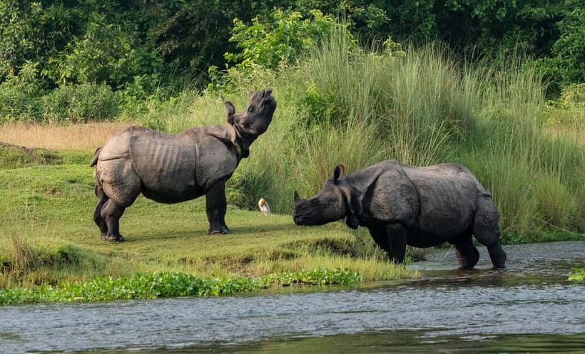 From Kathmandu/Pokhara: 3-Day Chitwan National Park Tour - Chitwan in 3 days: what you actually get near Sauraha