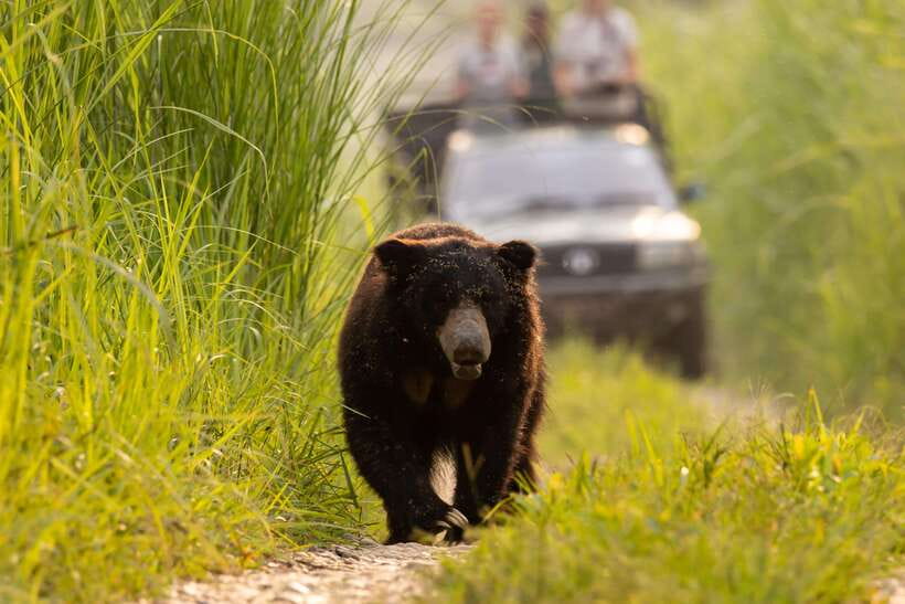 From Kathmandu/Pokhara: 3-Day Chitwan National Park Tour - Jungle walk after the river: spotting rhinos and deer on foot