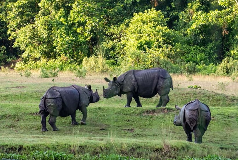 From Kathmandu/Pokhara: 3-Day Chitwan National Park Tour - Jeep safari in Chitwan: your best odds for tigers, sloth bears, and rhinos
