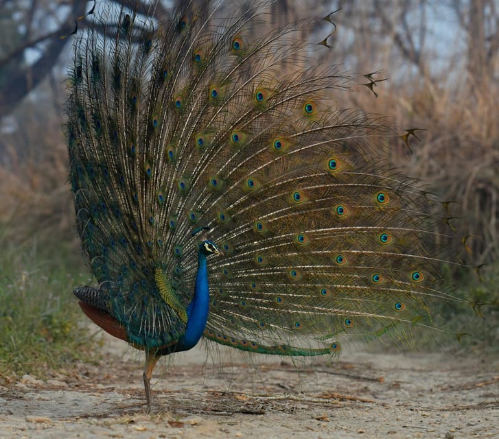 From Kathmandu/Pokhara: 3-Day Chitwan National Park Tour - Sunset point on Day 1: why it is worth showing up