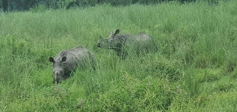 From Kathmandu/Pokhara: 3 Days All-Inclusive Chitwan Safari - Day 3: Early Breakfast, Bus Back to Kathmandu, and What You Might Miss