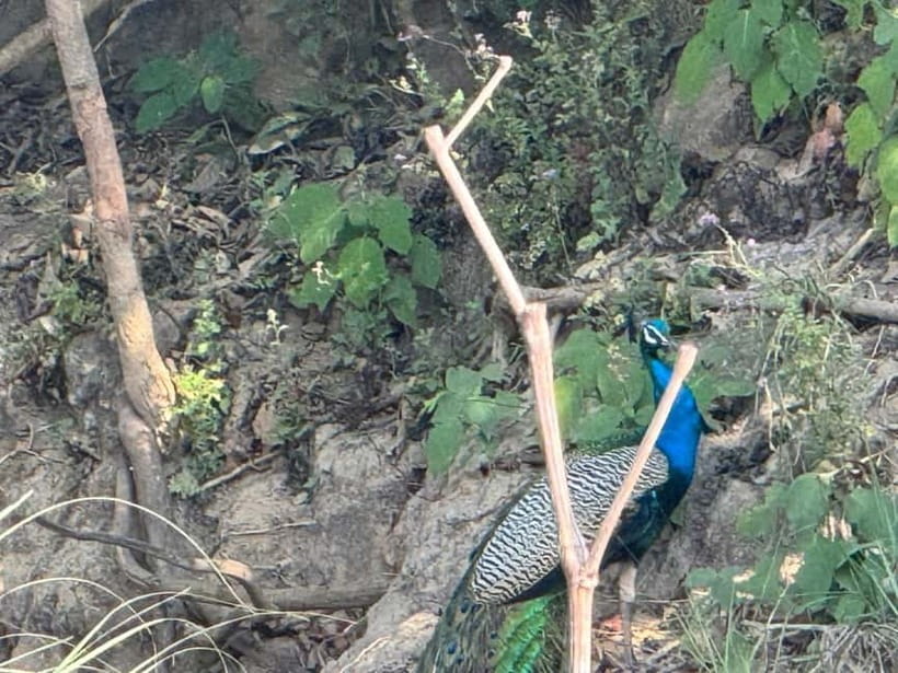 From Kathmandu/Pokhara: 3 Days All-Inclusive Chitwan Safari - Guide Quality and the Little Details That Make the Day Work
