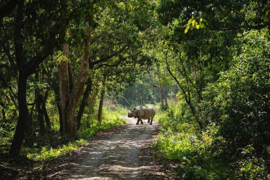 From Kathmandu/Pokhara: Private 3-Day Chitwan Safari Tour - Getting from Kathmandu or Pokhara to Chitwan, without the headache