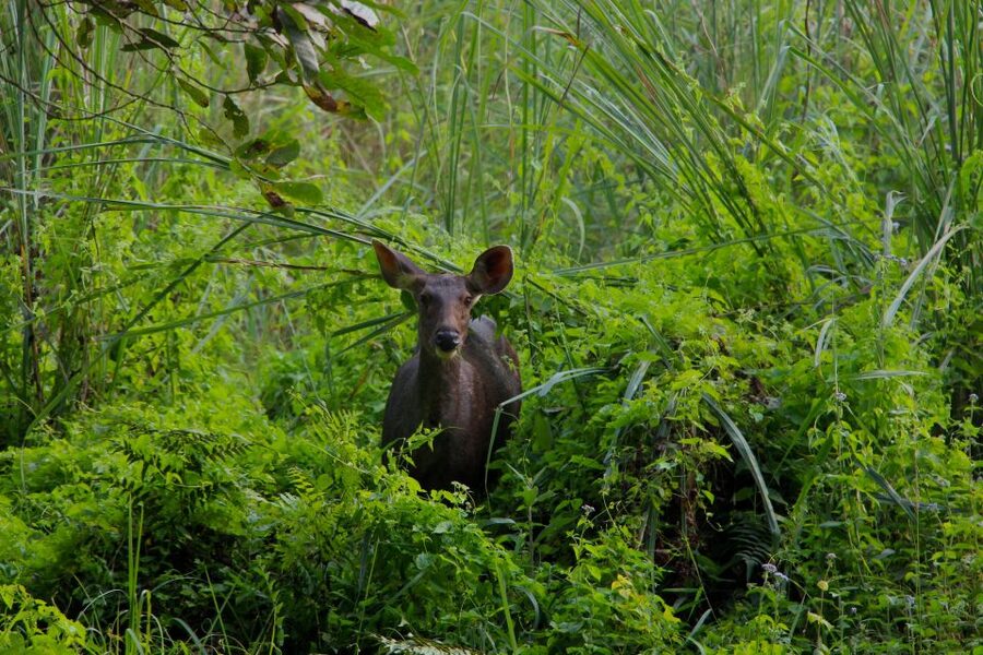 From Kathmandu/Pokhara: Private 3-Day Chitwan Safari Tour - Day 3: Guided nature walk, flora and fauna spotting, and heading back