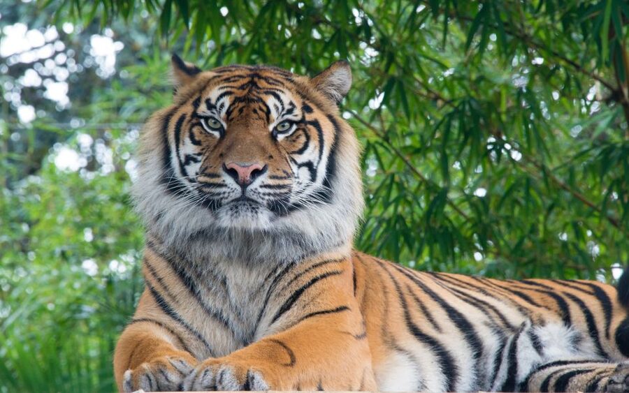 From Kathmandu/Pokhara: Private 3-Day Chitwan Safari Tour - Wildlife expectations: how to enjoy Chitwan even if tigers stay hidden