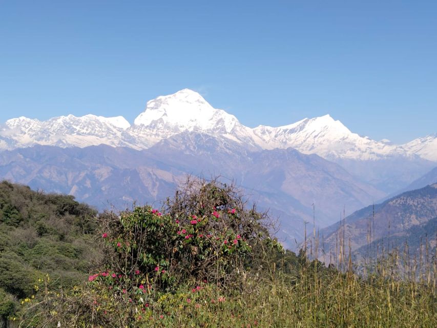 From Pokhara: 10-Day Poon Hill and Annapurna Base Camp Trek - Bamboo to Deurali, Where the Modi Khola Valley Changes the Mood