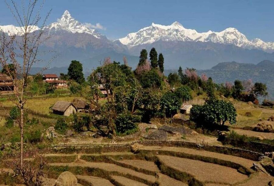 From Pokhara: Annapurna View Day Hike - Dhampus to Phedi: A Peaceful Descent That Ends With Easy Transport