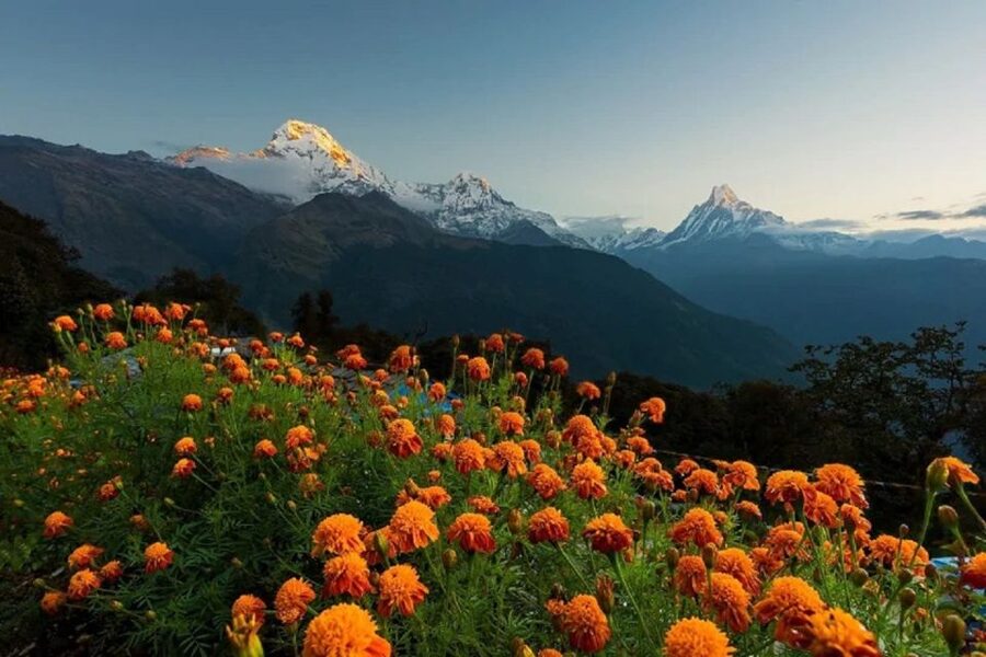 From Pokhara: Guided Tour to Visit 4 Himalayas View Point - Price and value, what you get for around $93