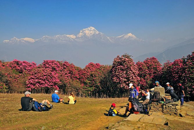 Ghorepani Poon Hill Trek - Poon Hill Sunrise: The Big Payoff at 3,210 m