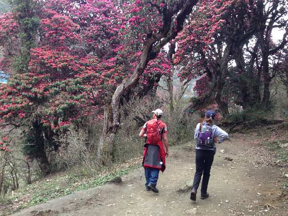 Ghorepani Poon Hill Trek - Day 2: Ulleri to Bhanthati, Alpine Forest Walking That Feels Steady
