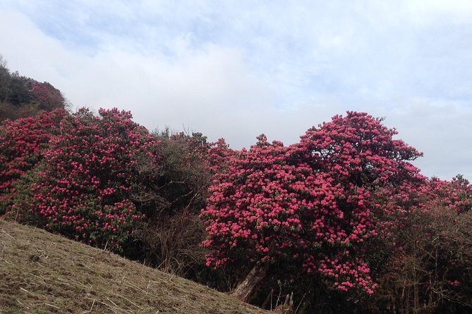 Ghorepani Poon Hill Trek - Guides and Comfort: What the Better Service Looks Like