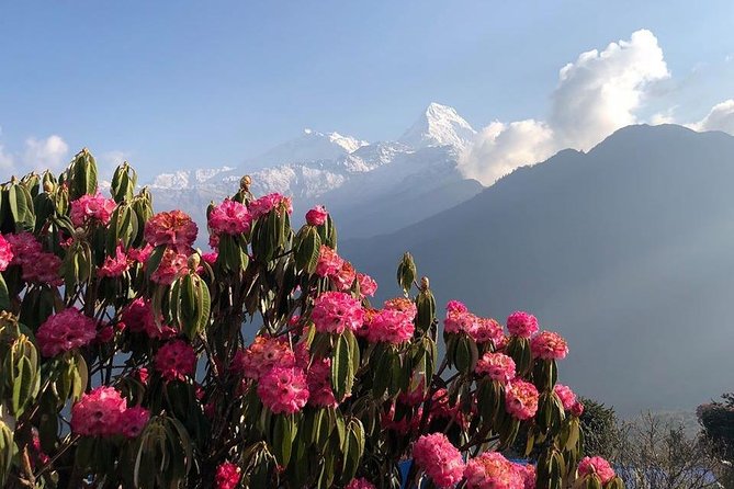 Ghorepani Poon Hill Trek - What You Walk Through: Villages, Rhododendron Forest, and Terraced Farming