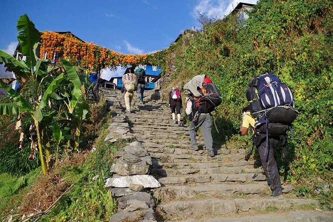 Ghorepani Poon Hill Trekking - Day 2 to Ghorepani: Ulleri, rhododendron country, and a view day with Dhaulagiri in it