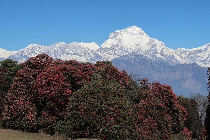 Ghorepani Poonhill Trek -8 Days - Guides, porters, and the difference between walking and being taken care of