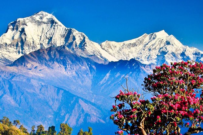 Ghorepani Poonhill Trek -8 Days - Lodges and meals: the real rhythm on tea house style trekking