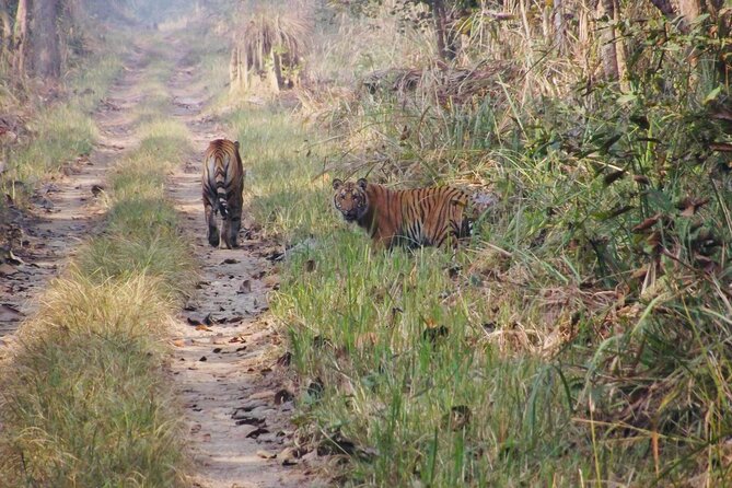 Jungle Towernight Stay: 4-Day Tour in Chitwan National Park - Why the jungle tower night stay in Chitwan feels different