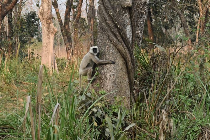 Jungle Towernight Stay: 4-Day Tour in Chitwan National Park - Getting from Kathmandu to Sauraha, plus that first canoe on Day 1