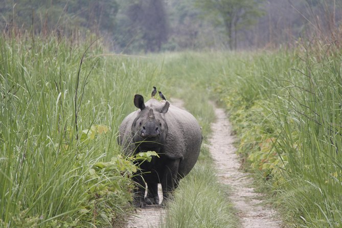 Jungle Towernight Stay In Chitwan National Park ,nepal-2 Nights 3 Days Package - When to go, and how heat affects the jungle walk