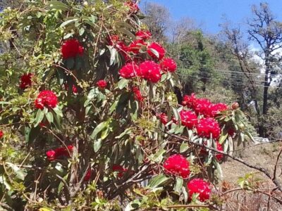 10-Day Adventurous Annapurna Circuit Trek