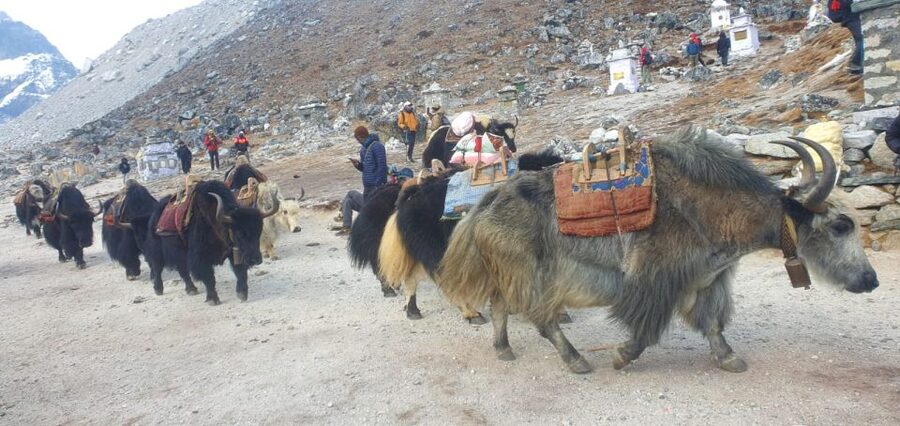 Kathmandu: 14-Day Everest Base Camp with Kala Patthar Trek - Tengboche to Dingboche: monasteries, big views, and slow altitude gains