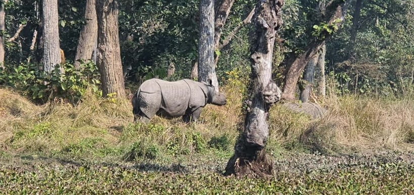 Kathmandu: 3-Day Chitwan Safari Tour with Hotel Transfers - Your lodge base in Chitwan: what you’re really paying for