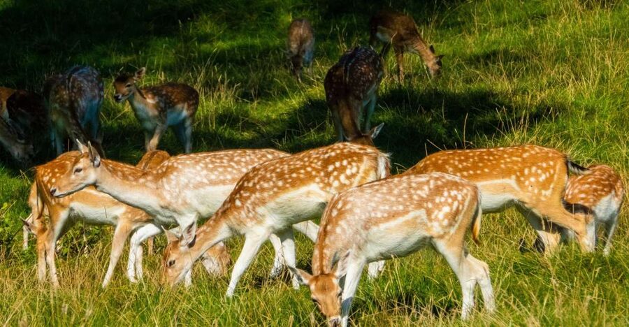 Kathmandu: 3-Day Wildlife, Culture and Jungle Safari Tour - Day 1 in Sauraha: the Tharu show and a first night close to the action